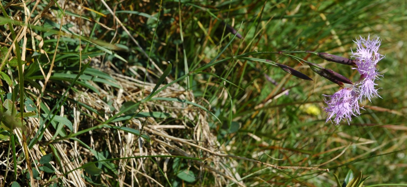 Dianthus superbus